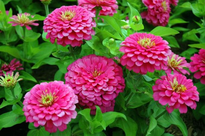 Berbagai dengan bunga yang subur. Lihat: http://isadovod.ru