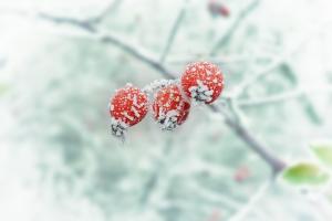 Apa bahaya di mencair musim dingin?