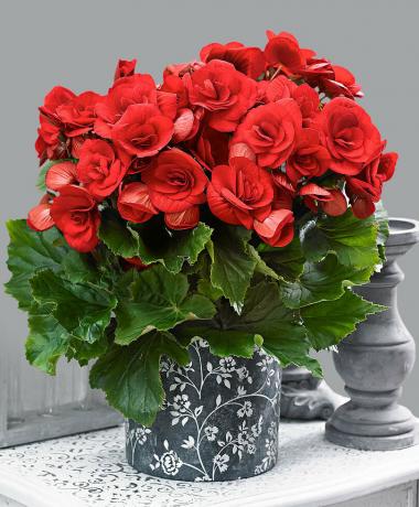 begonia merah. Lihat: http://tixonya.ru