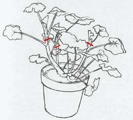 Misalnya pemangkasan geranium muda dengan situs asienda.ru