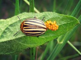 Mengapa tidak bisa mendorong Colorado kumbang?