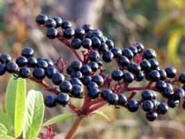 Elderberry: manfaat dan bahaya, deskripsi, foto