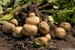 Kembalikan tanah setelah panen kentang