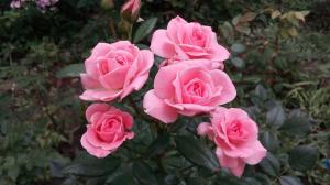 Mawar di kebun untuk "Dummies": 5 aturan untuk mereka yang memutuskan untuk menanam bunga