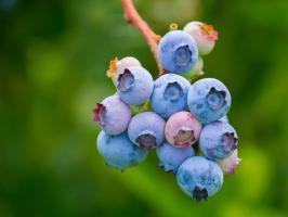Mempersiapkan substrat untuk blueberry. Langkah-langkah penanaman