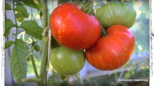 6 dari varietas terbaik dari tomat untuk rumah kaca dan lapangan terbuka