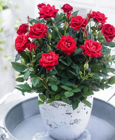 Roses terlihat spektakuler dalam pot yang indah dan pot