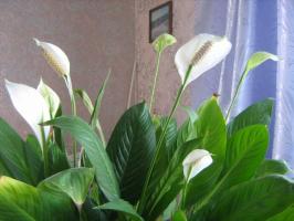 5 kesalahan kasar dan umum dalam perawatan Spathiphyllum