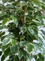 Mengapa daun Ficus benjamina jatuh? tips sederhana tentang cara untuk melestarikan mahkota kaya