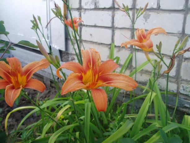 Mekar daylily di tempat tidur di dekat rumah ( http://simbir-flora.narod.ru/pic/krasnodnev_or1.jpg)