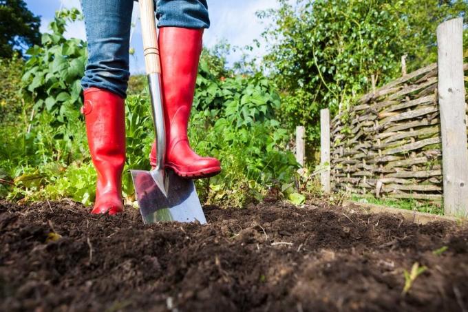 Hapus sisa tanaman selama menggali kebun | Berkebun & Hortikultura