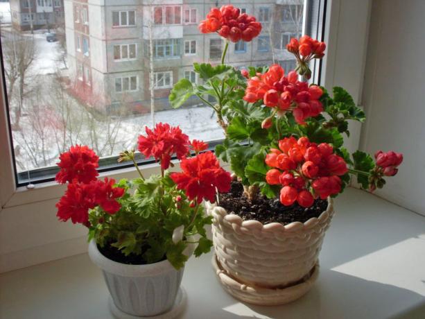 geranium terang di ambang jendela (cvetnik.me)