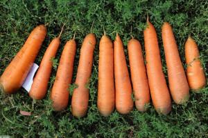 Benar mengumpulkan dan menyimpan wortel lezat: kehalusan