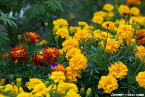 Marigold, bunga sangat berguna: yang akan menyelamatkan kesehatan Anda