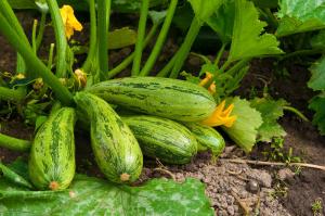 Agustus - waktu zucchini pakan di kebun untuk panen besar dan lezat