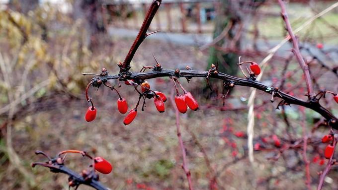 Setangkai barberry di akhir musim gugur (fotokto.ru)