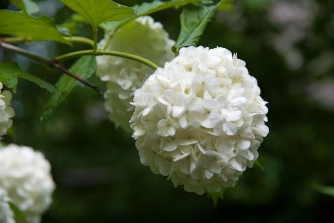 bunga halus (consult-up.ru)