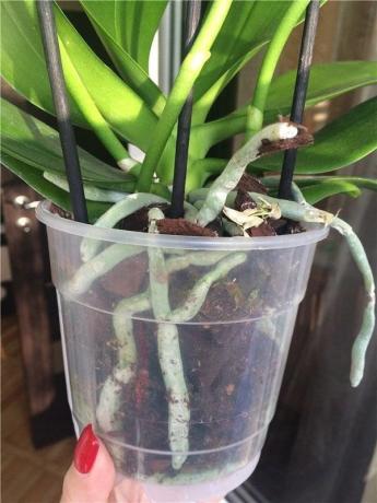 pot plastik - yang paling disukai untuk Phalaenopsis