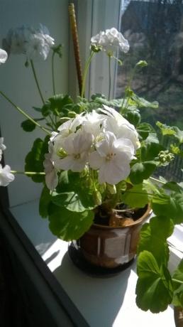 geranium putih pada jendela
