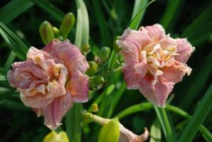 Top 5 varietas modern yang terbaik dari daylilies