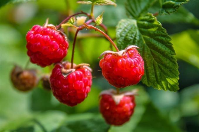 Berry-raspberry (blogspot.com)