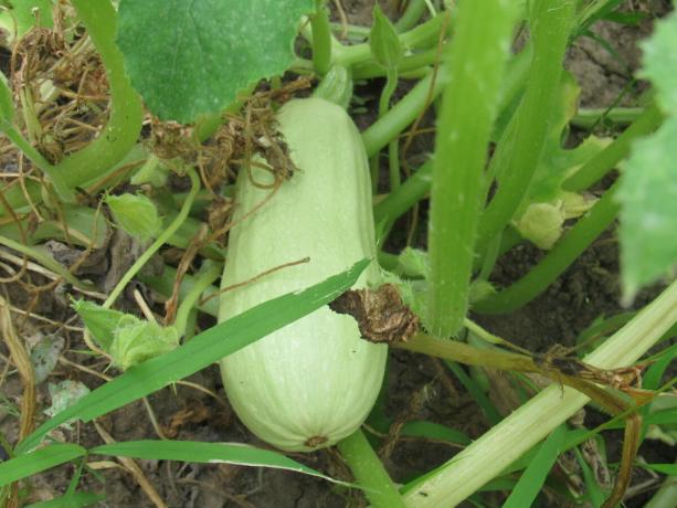 Lain tumbuh zucchini di kebun saya