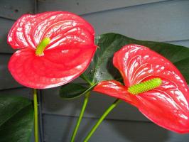 Cara membuat anthurium (Men kebahagiaan) bunga yang indah