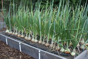 4 top tips untuk mendapatkan tanaman besar bawang