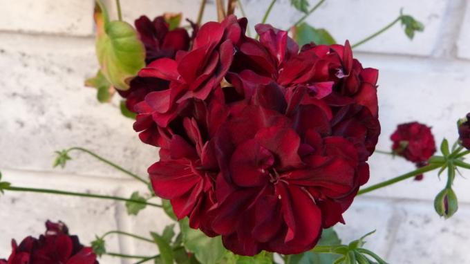 Ini adalah jenis favorit saya dari geranium dengan warna merah anggur dan bunga ganda. musim panas 2018
