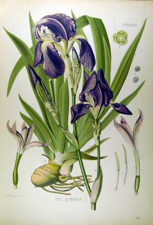 Köhler, H.A. | germanica iris, Medizinal-Pflanzen, 1887 