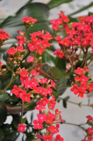 Berbunga Kalanchoe di rumah saya