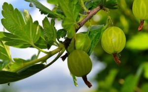 Metode yang sangat baik dan sederhana reproduksi di musim gugur gooseberry.