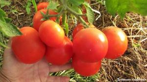 Meningkatkan hasil dan jumlah ovarium pada tomat