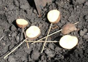 Pencegahan wireworms musim semi. 5 langkah penting