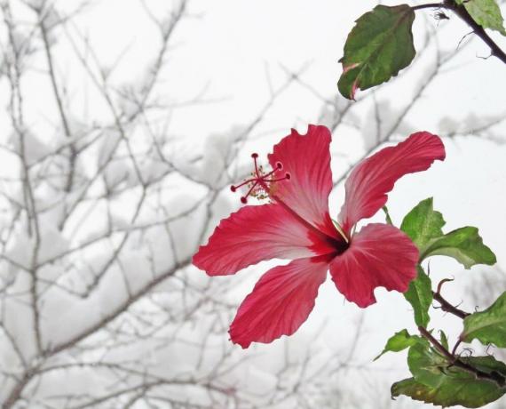Hibiscus mekar di musim dingin, ketika mereka berada di panas, tapi kemudian musim panas tidak dapat membuang tunas. Ilustrasi untuk sebuah artikel yang diambil dari internet