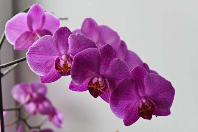 Dalam publikasi sebelumnya saya menaruh banyak gambar Phalaenopsis saya. gambar baru di sana tapi ini: anggrek ungu terang memutuskan untuk memperlakukan saya untuk berbunga subur