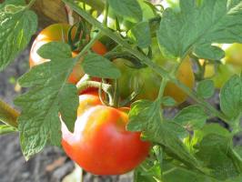 Tomat gairah-2. Apa yang harus tomat pada bulan Agustus