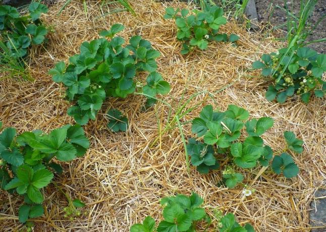 4 kesalahan konyol selama tanaman mulsa | Berkebun & Hortikultura