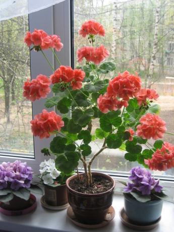 Dewasa dan baik ditunjuk pelargonium zonal (atau dalam nasional - geranium). Beberapa gambar untuk sebuah artikel yang diambil dari internet