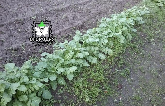 Daikon pada bulan November, tidak punya waktu untuk pergi ke akar