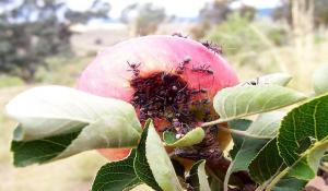 Bagaimana cara menyingkirkan semut taman di pohon apel dan semak-semak.