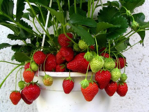 Dalam artikel ini Anda akan menemukan informasi dasar, tips dan nuansa strawberry di dalam ruangan tumbuh