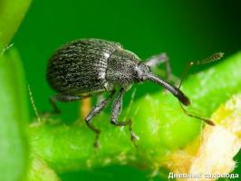 Bagaimana menyingkirkan kumbang penggerek dalam stroberi