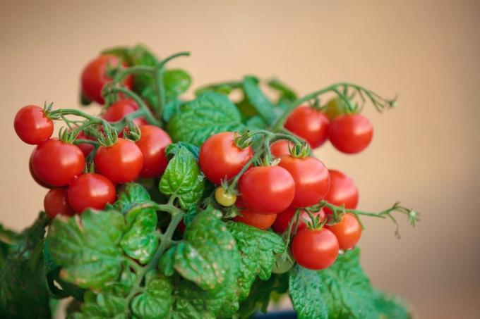 Jika Anda mencoba untuk tumbuh tomat di rumah, berbagi pengalaman Anda di komentar pada artikel! Ilustrasi diambil untuk publikasi di Internet