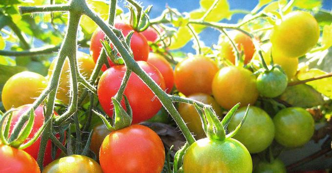 Pematangan tomat: Foto dari Internet