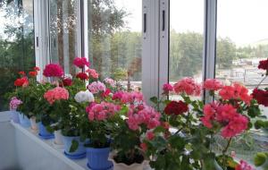 Apa perbedaan antara pelargonium dan geranium