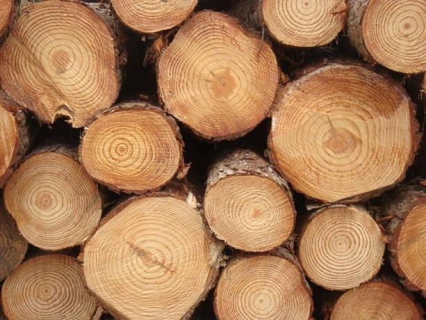 log kayu lunak