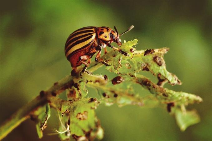 Mengapa tidak bisa mendorong Colorado kumbang? | ZikZak