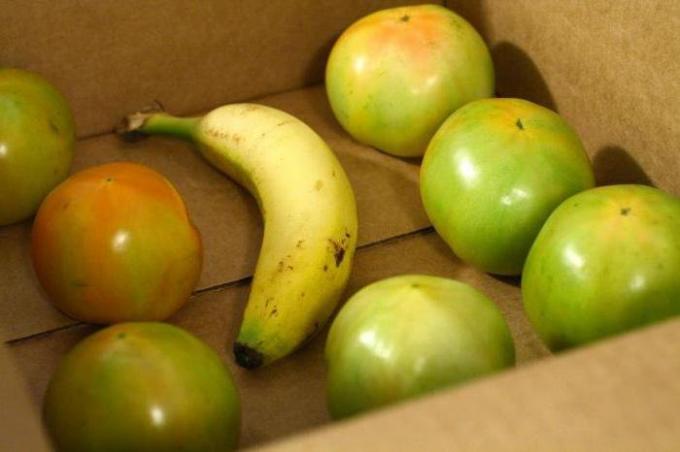 Pisang dalam kotak dengan tomat hijau | Berkebun & Hortikultura