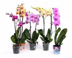 3 cara yang benar untuk merusak phalaenopsis Anda